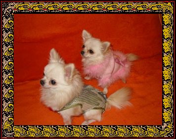 Kliknij aby przej�� do dzia�u Chihuahua