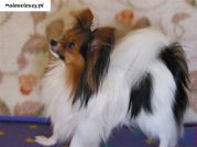 Papillon - BERNHARD LINDATORPS-IMPORT SZWECJA