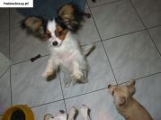 Papillon - piesek LARY